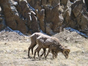 Big Horn Sheep