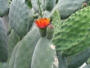 A Prickly Pear plant in bloom