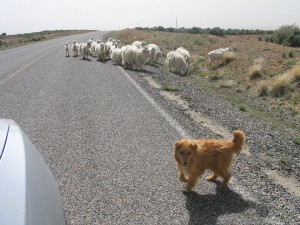 Dog herding goats across road
