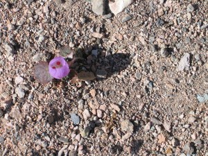 A Delicate Flower Blooms In Death Valley